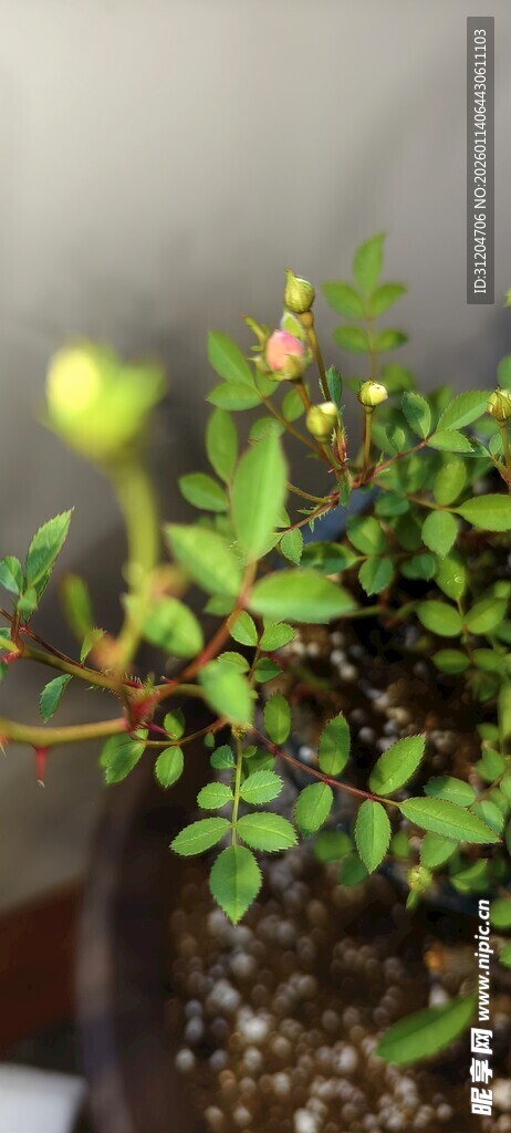 盆栽绿植上的黄色小花