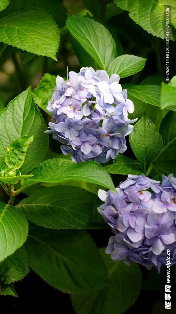 紫色绣球花绽放绿叶间