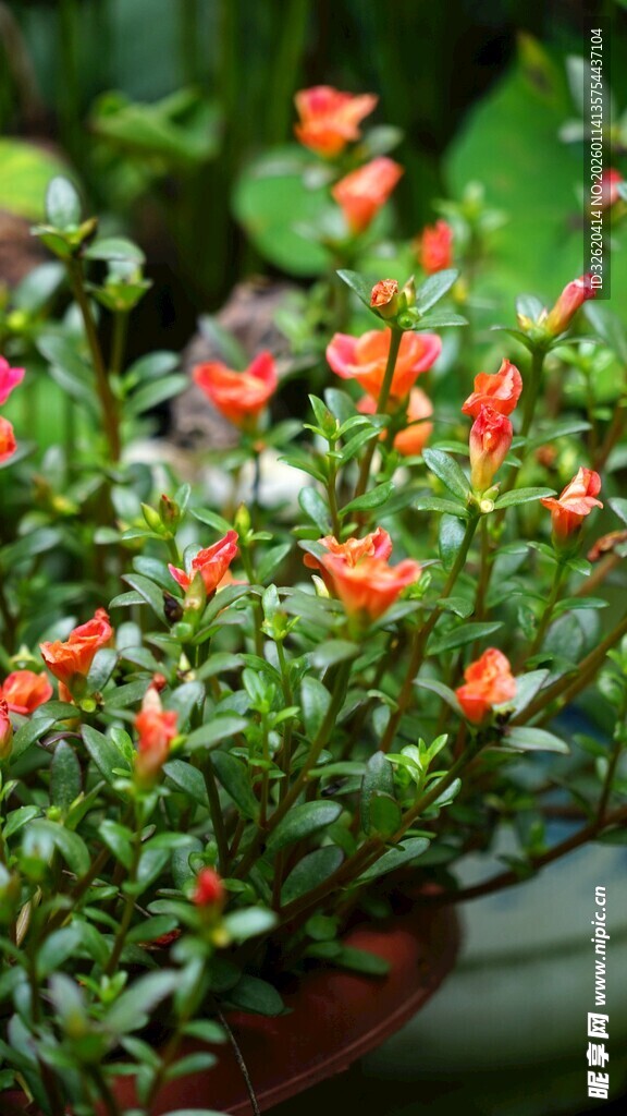 鲜艳橙花盆栽植物
