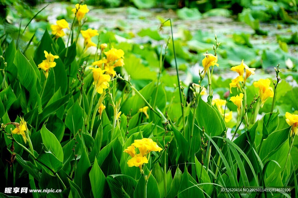 春日黄花绽放