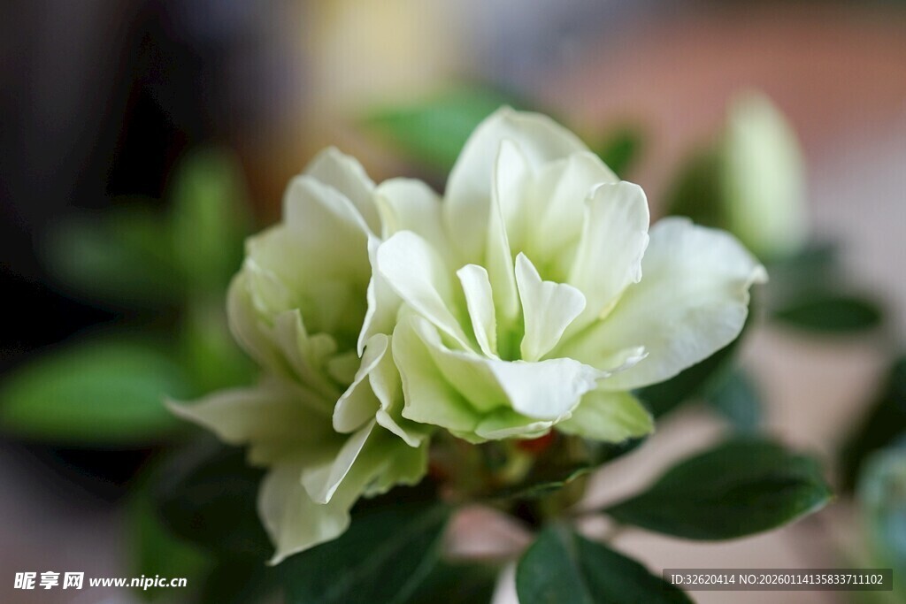 白色杜鹃花