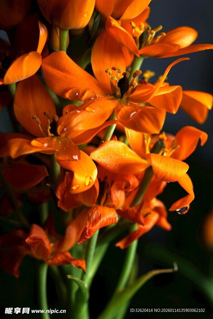 橙色艳丽花卉