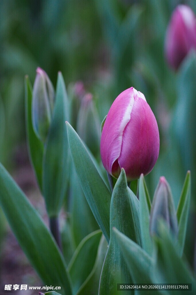 娇艳郁金香绽放绿意间
