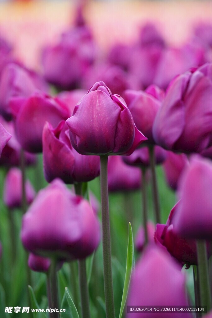紫色郁金香花海