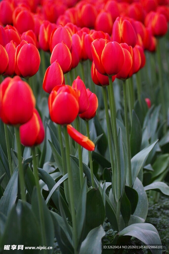鲜艳红郁金香花海