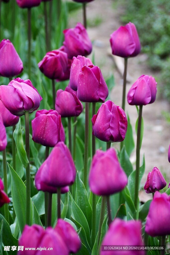 紫色郁金香花丛