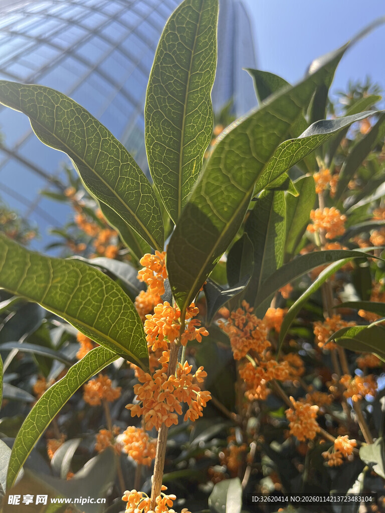 枝头橙黄桂花绽放