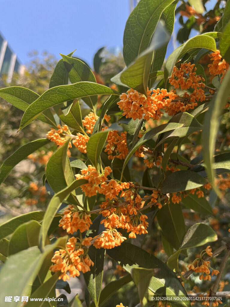 枝头橙黄桂花绽放