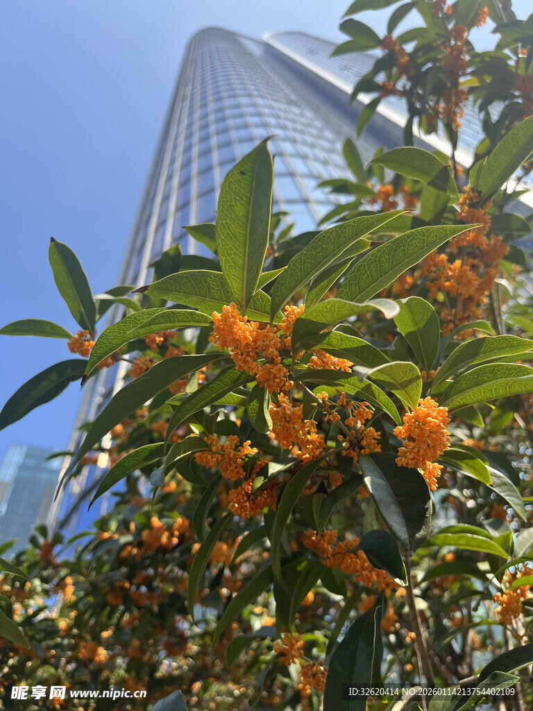 高楼前的繁茂橙色花卉