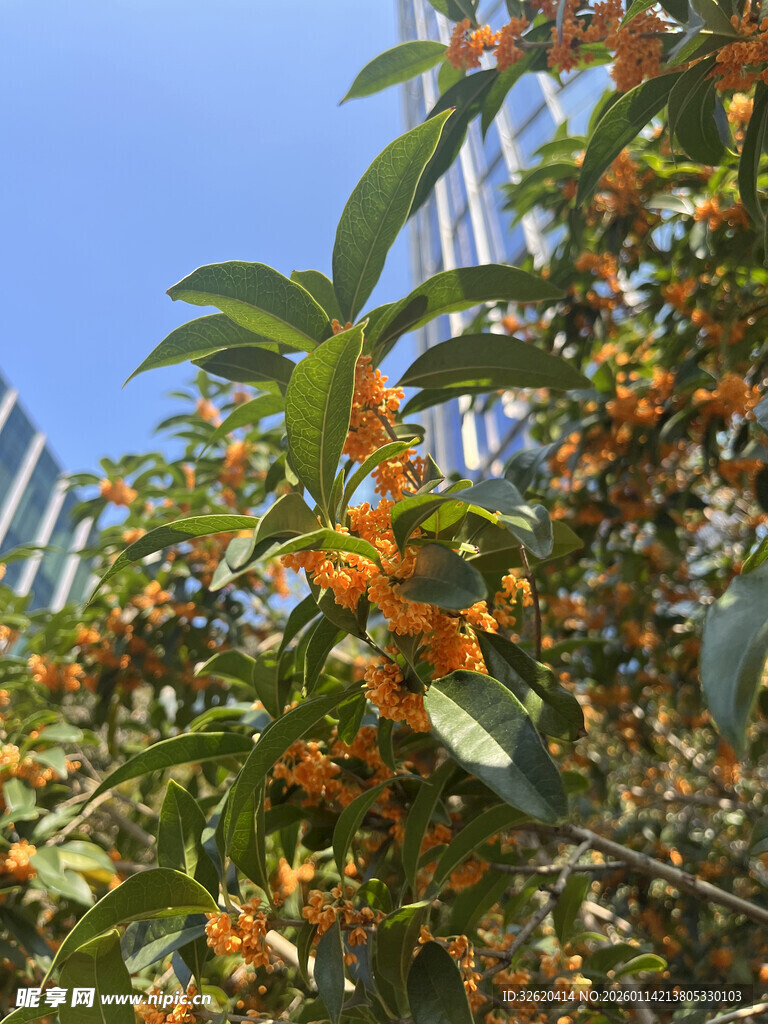 枝头橙黄桂花绽放