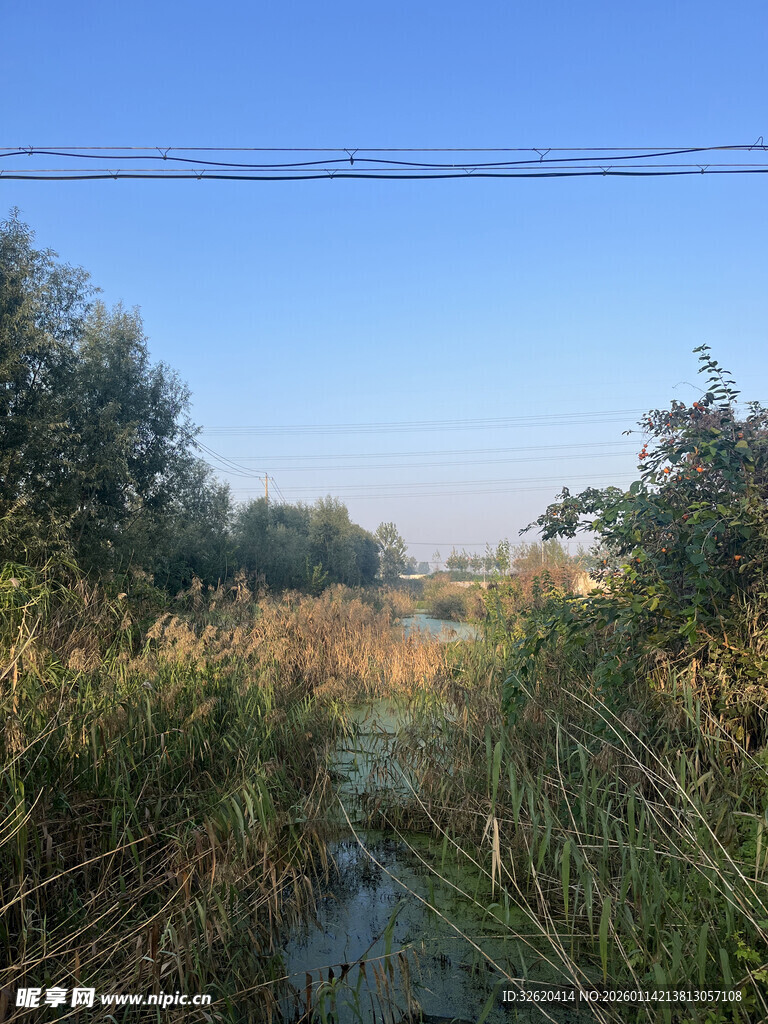 乡村河畔芦苇丛生美景