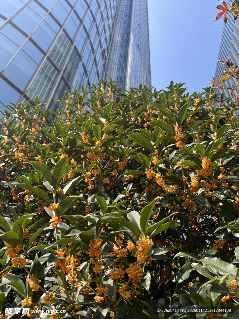 城市中繁茂的橙果绿植