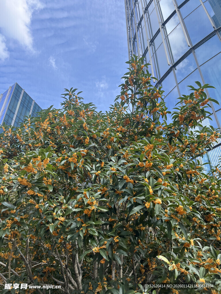 城市中繁茂的绿植景观