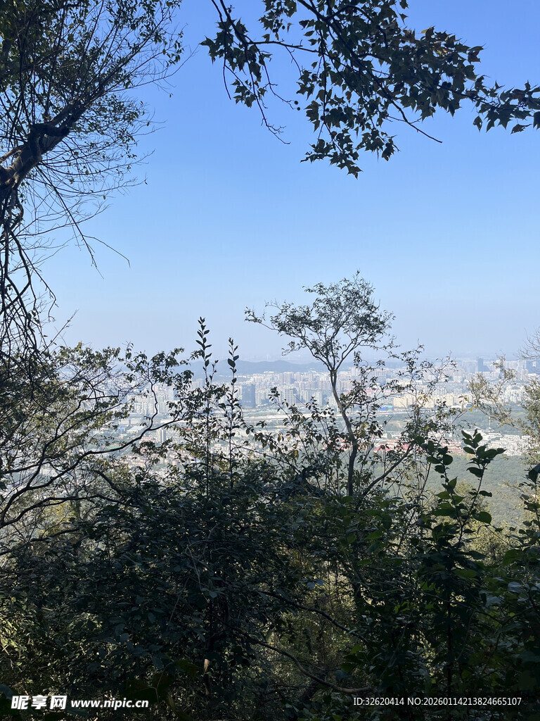 林间远望蓝天与朦胧景致