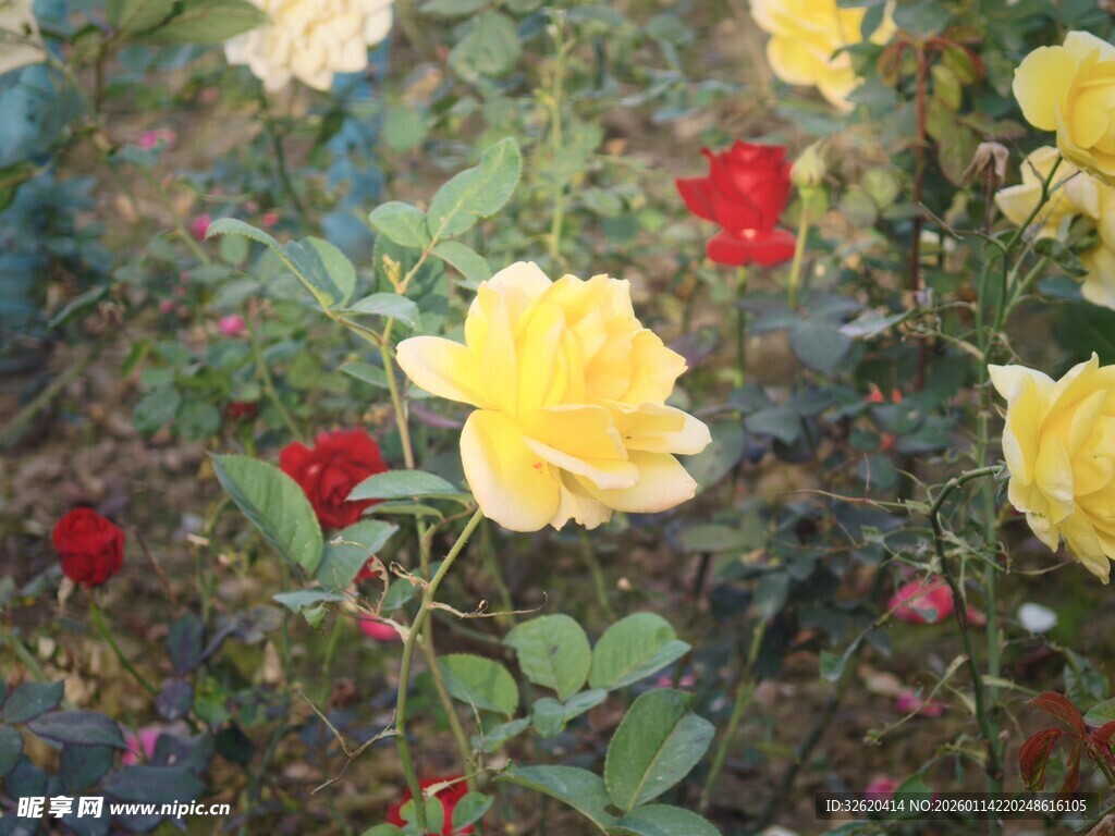 黄红月季花