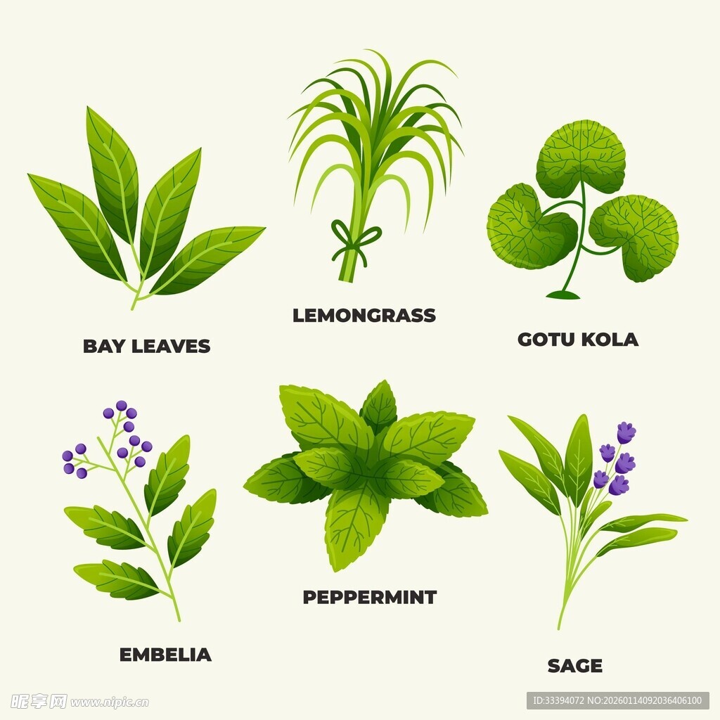 常见香草植物展示