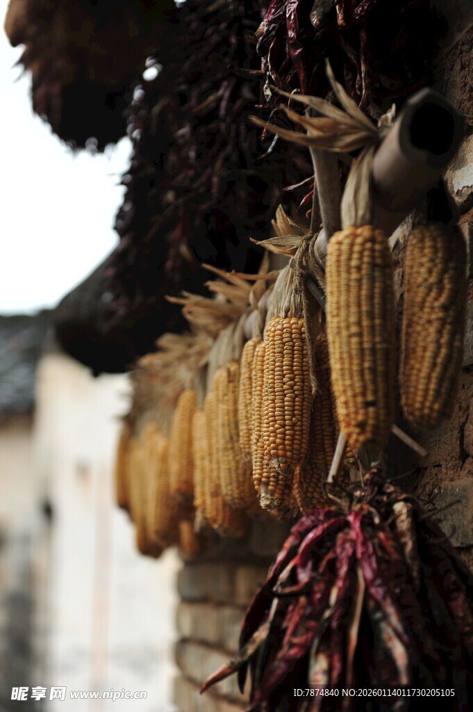 农家屋檐下的丰收景象