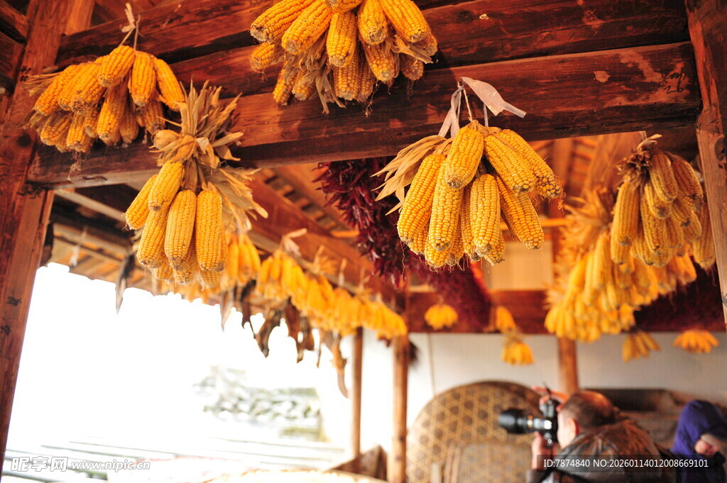 屋内悬挂的金黄玉米