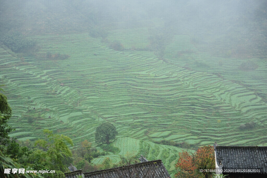 雾中梯田与屋舍美景