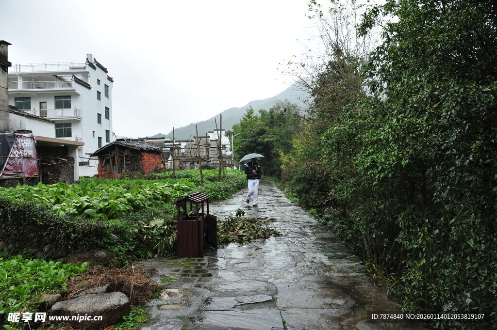 雨后乡村小道 绿意盎然