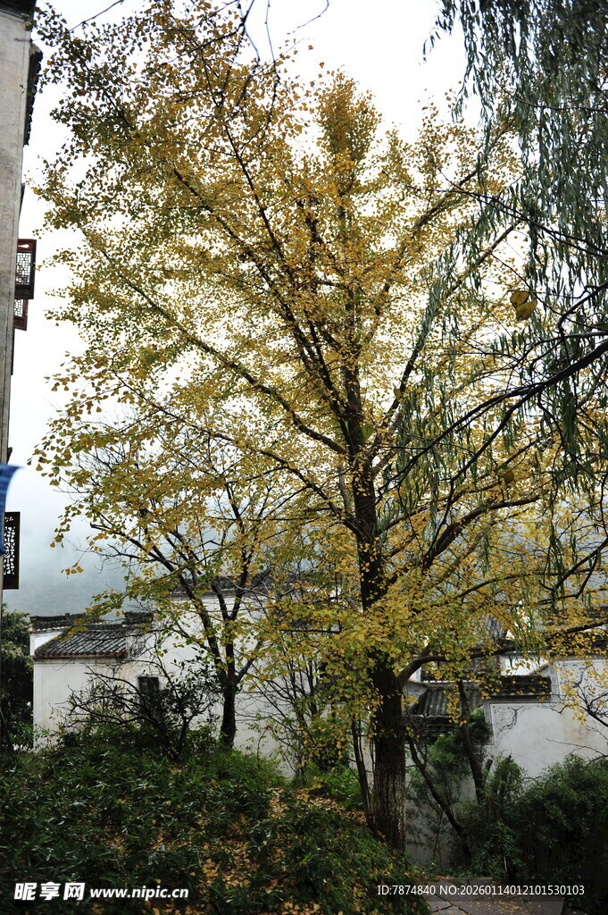 秋日金黄银杏树景致