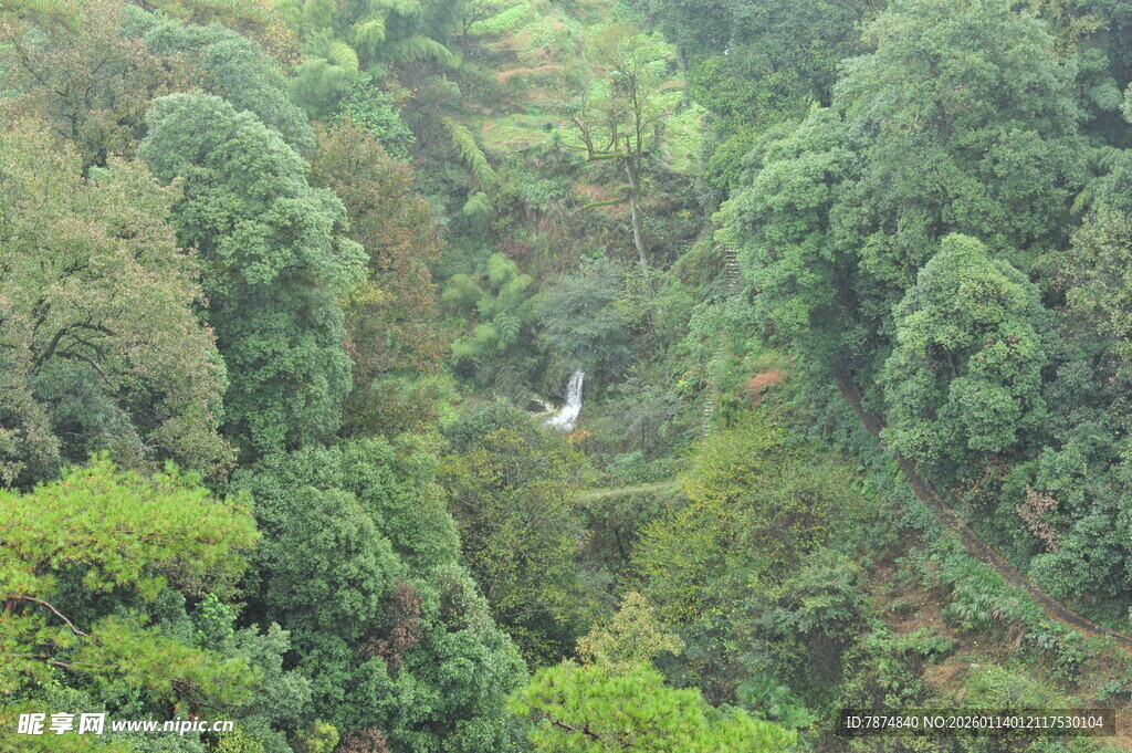 山间葱郁森林景观