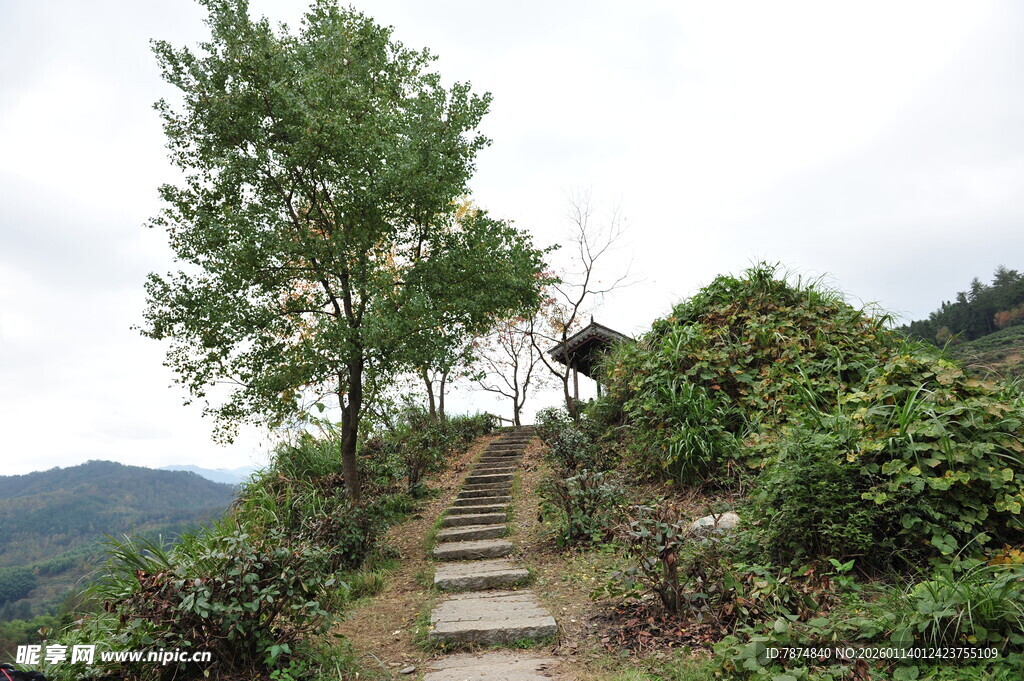 山间小径旁植被繁茂风景
