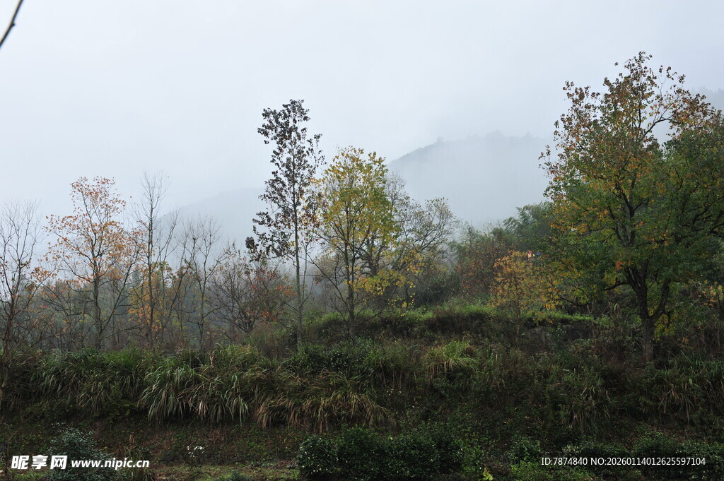 山林秋景 树木错落有致