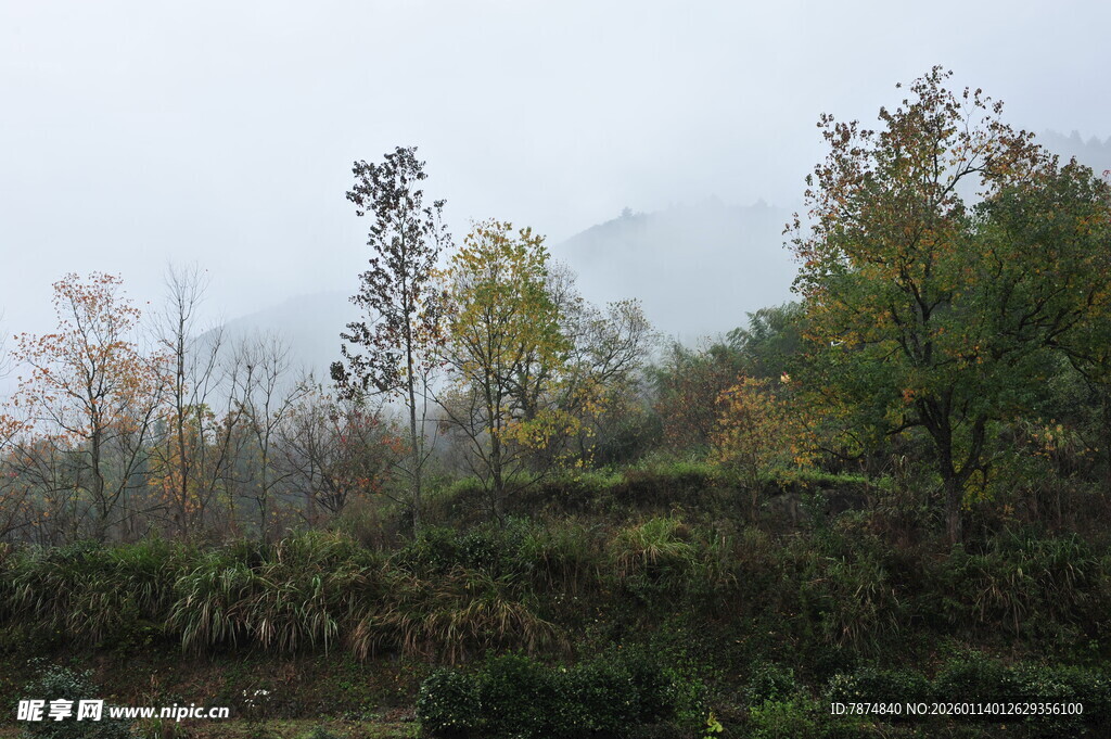 山间秋景 树木云雾相衬