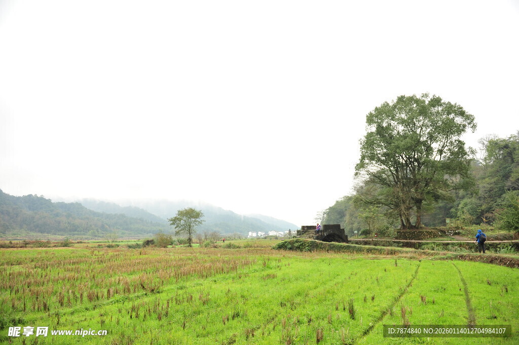 乡村田野风光 绿意盎然