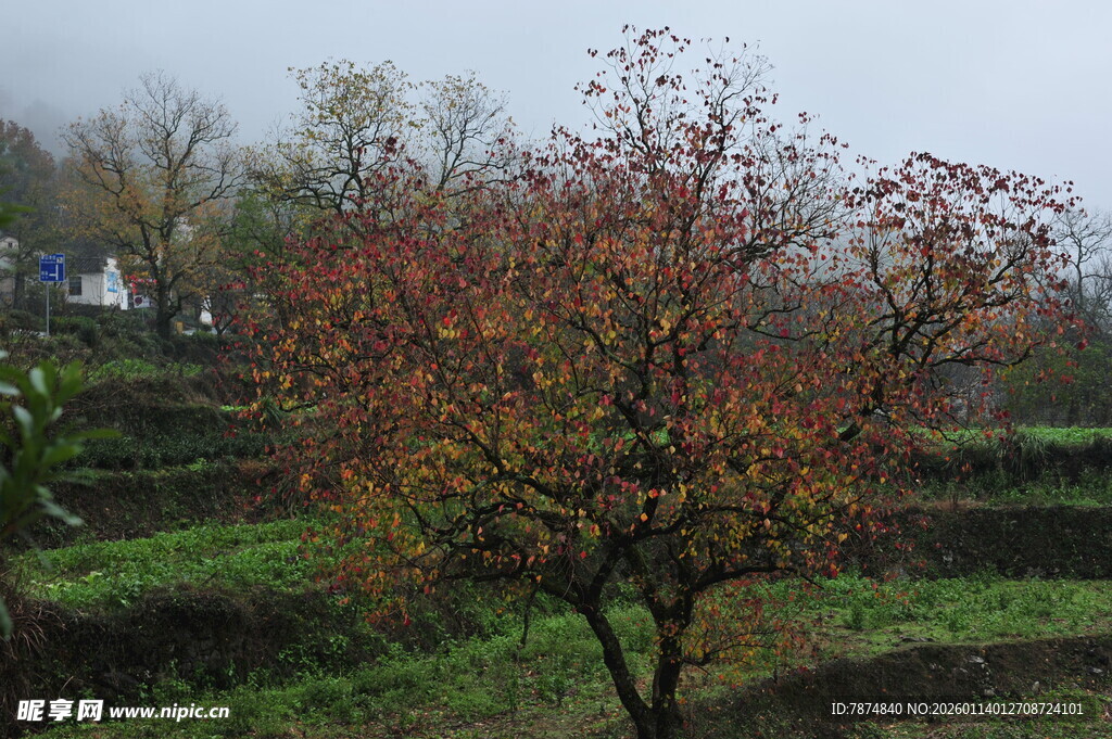 秋日山坡上的多彩树木