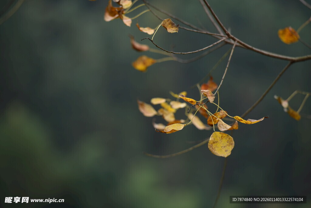 秋日枝头泛黄叶片特写