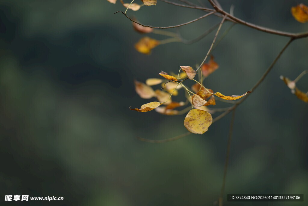 秋日银杏枝头黄叶摇曳