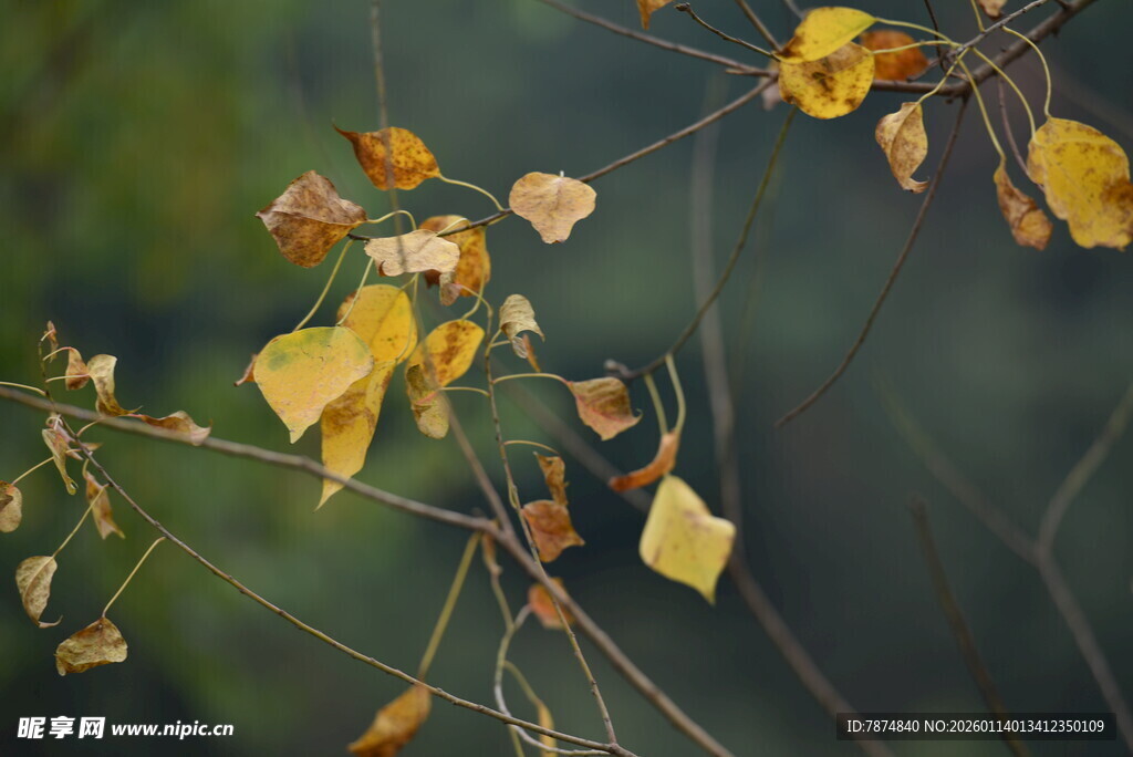 秋日枝头的枯黄叶片