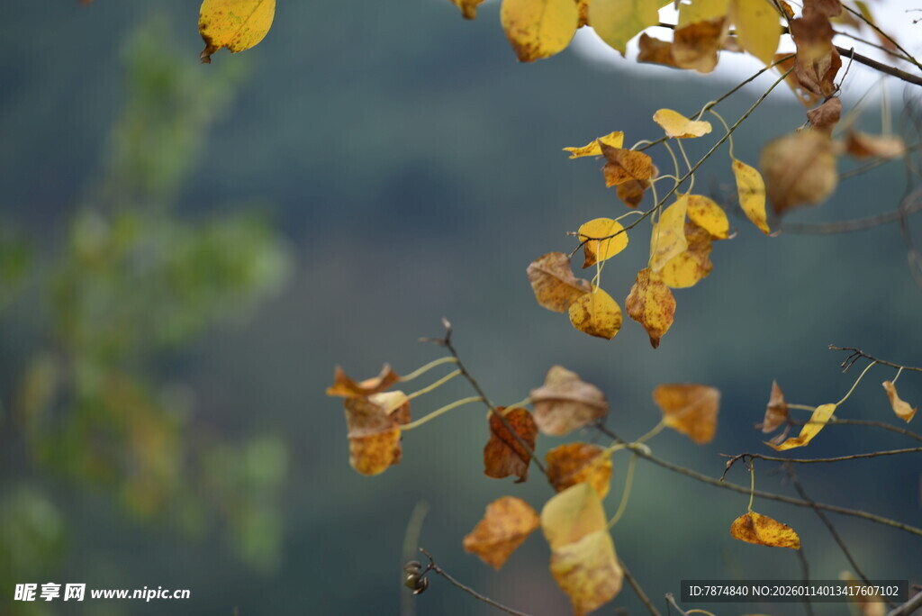 秋日枝头泛黄的叶片