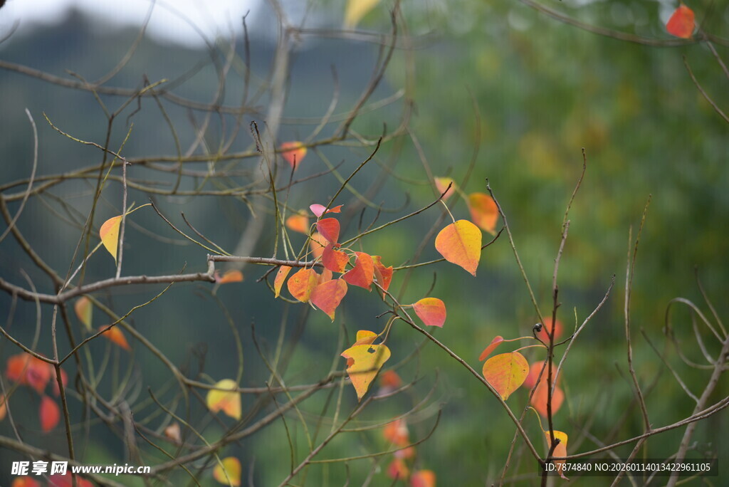 秋日枝头斑斓红叶