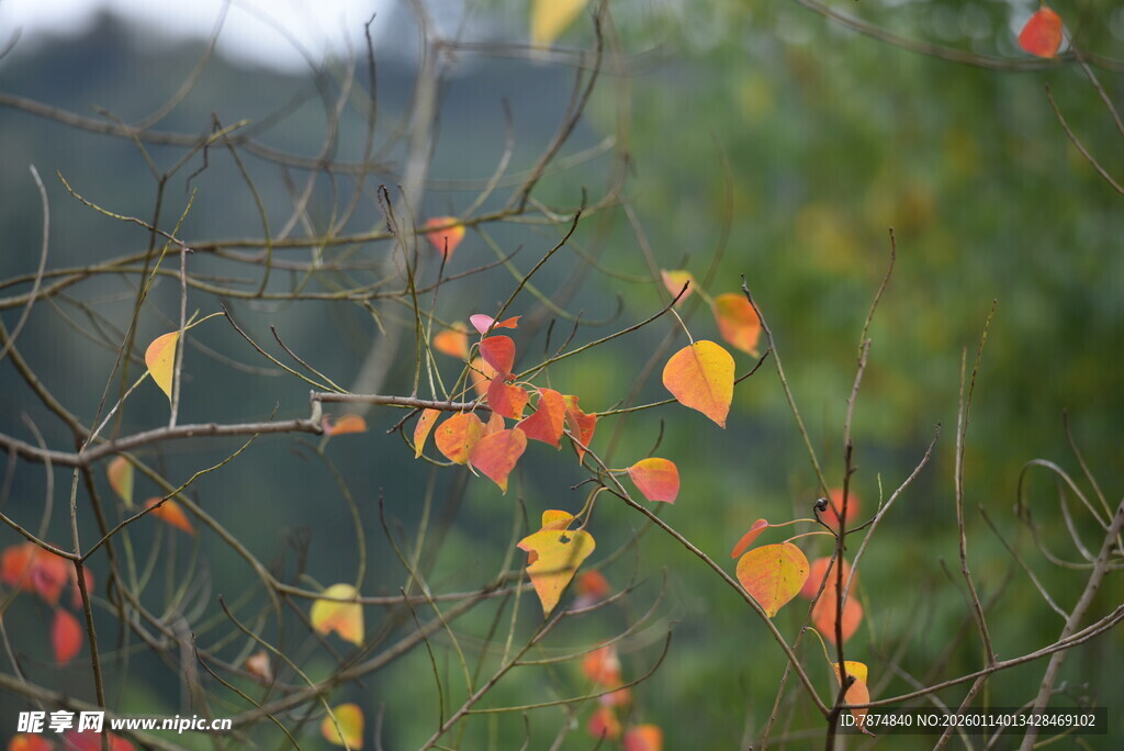 秋日枝头斑斓树叶