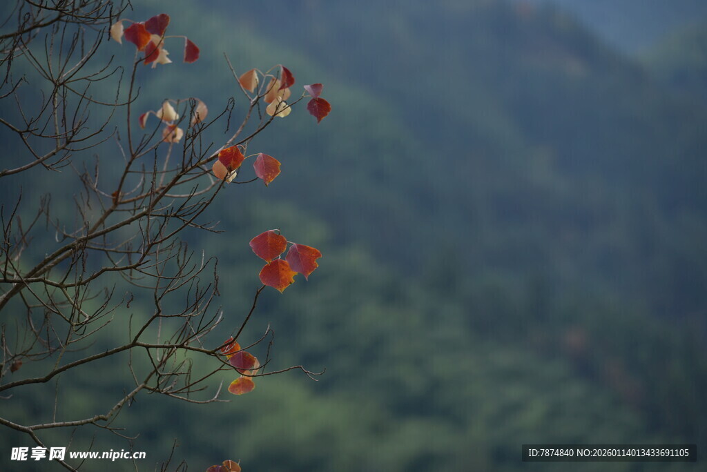 山间红枫树枝特写