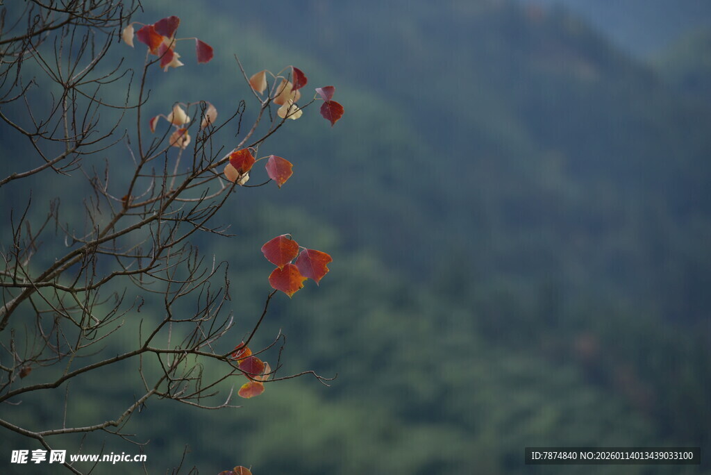 山间枝头红叶初绽