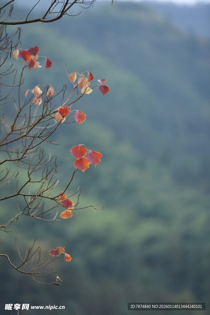 枝头红叶映青山