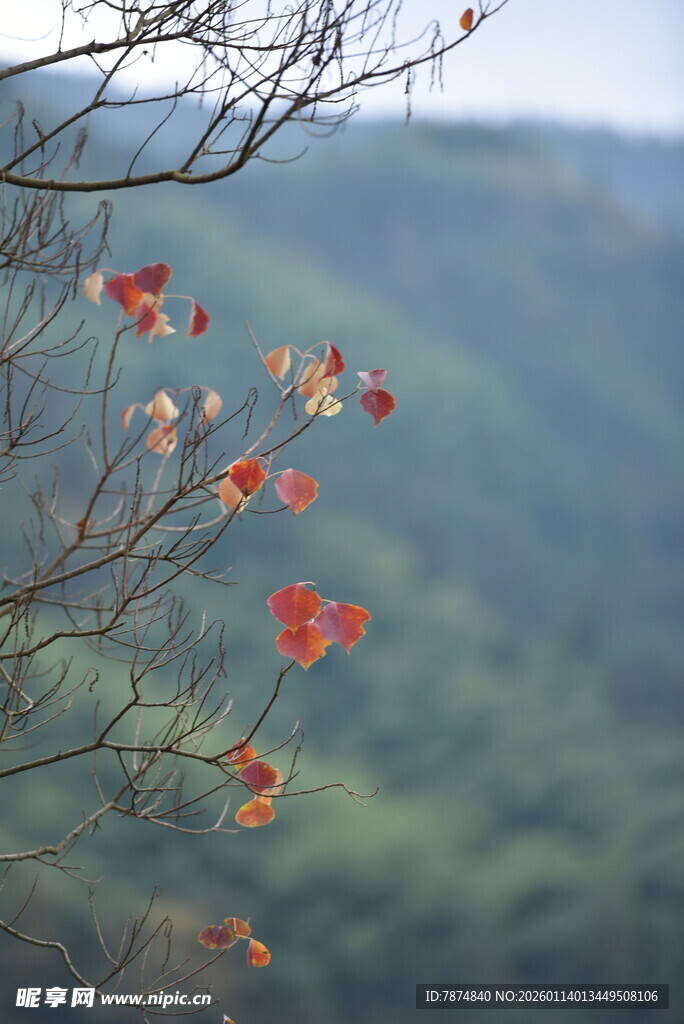 枝头红叶映青山