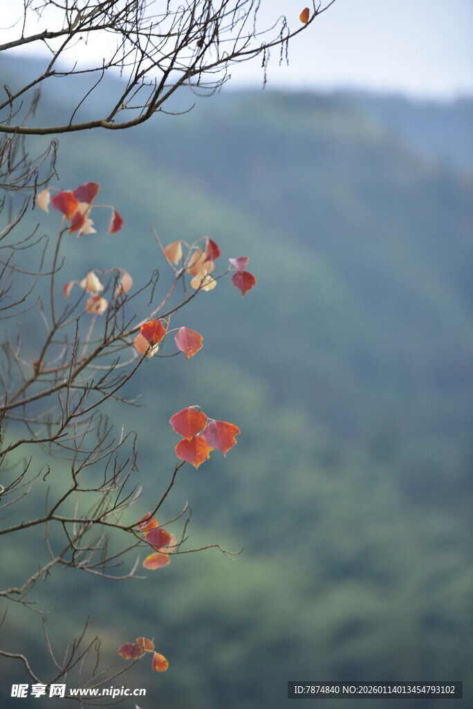 枝头红叶映远山
