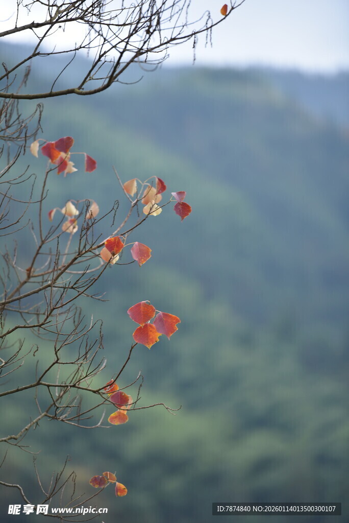 枝头红叶映远山