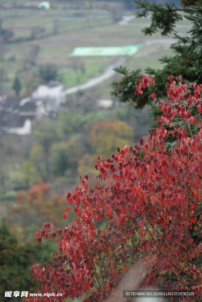 秋日红枫下的田园景致