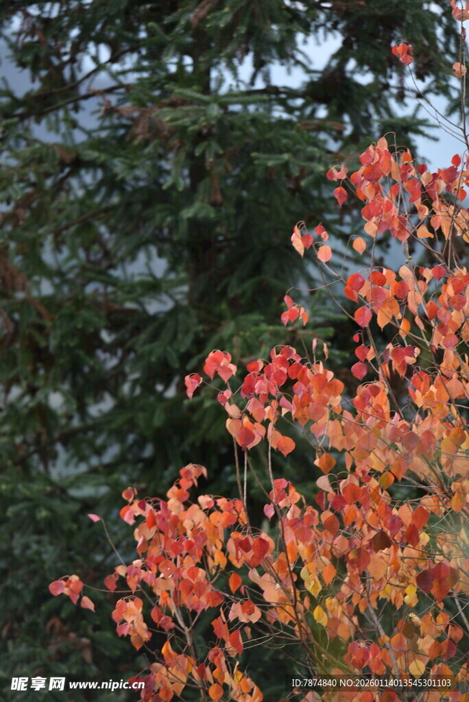 秋日红枫与苍松相映