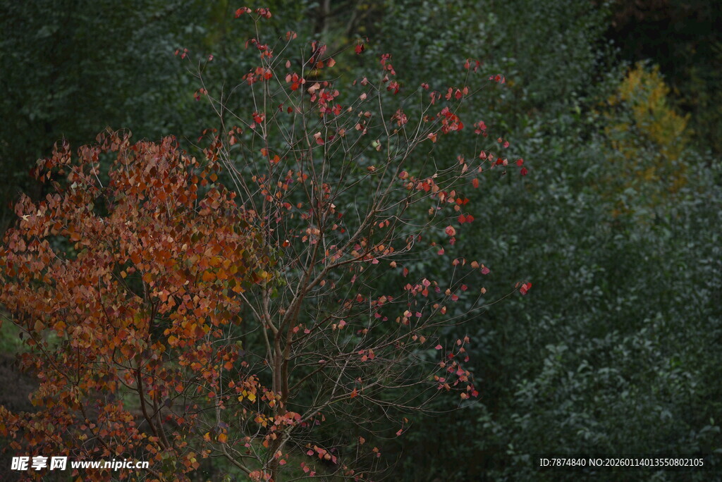 秋日多彩树木景观