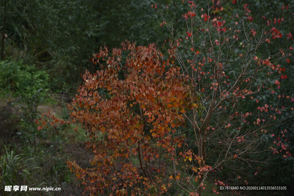 秋日红叶灌木景致