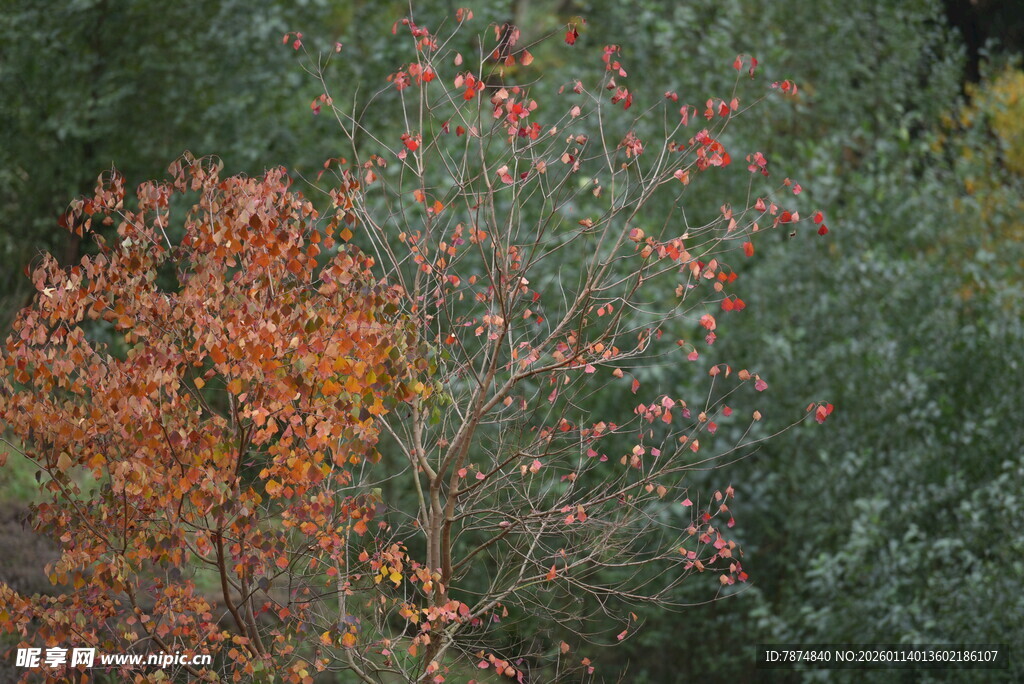 秋日多彩树木景观
