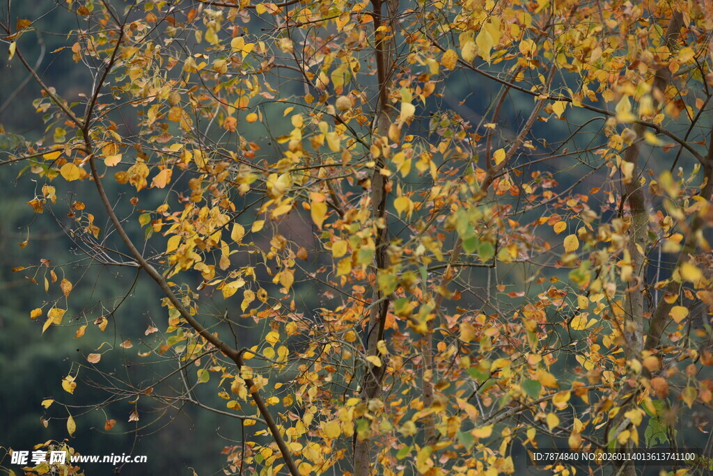 秋日金黄树叶景致