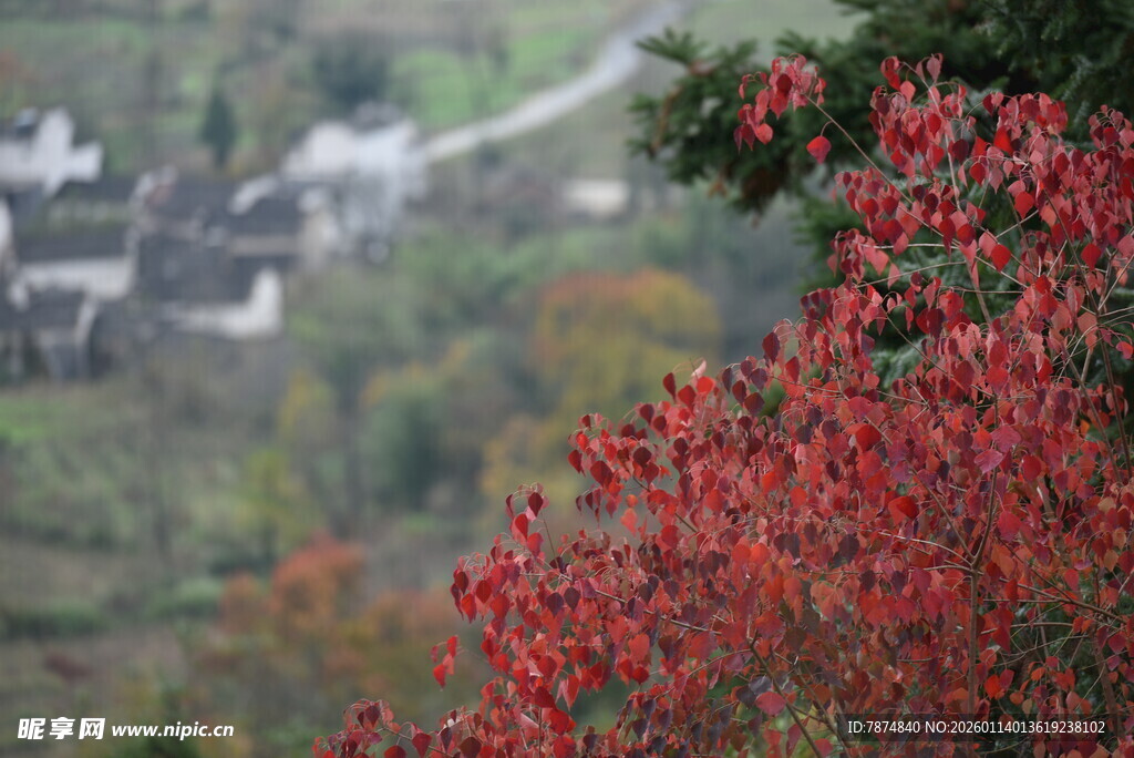 山间红果与远村美景
